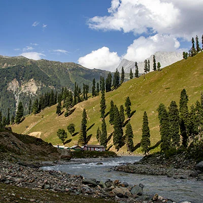 电视剧青树（青树剧情）